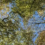 Bos De Braak - Eelde Paterswolde - Zenscapes Landschapsfotografie