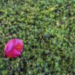 Het laatste mooie blad - contrast groen en rood - Zenscapes Landschapsfotografie