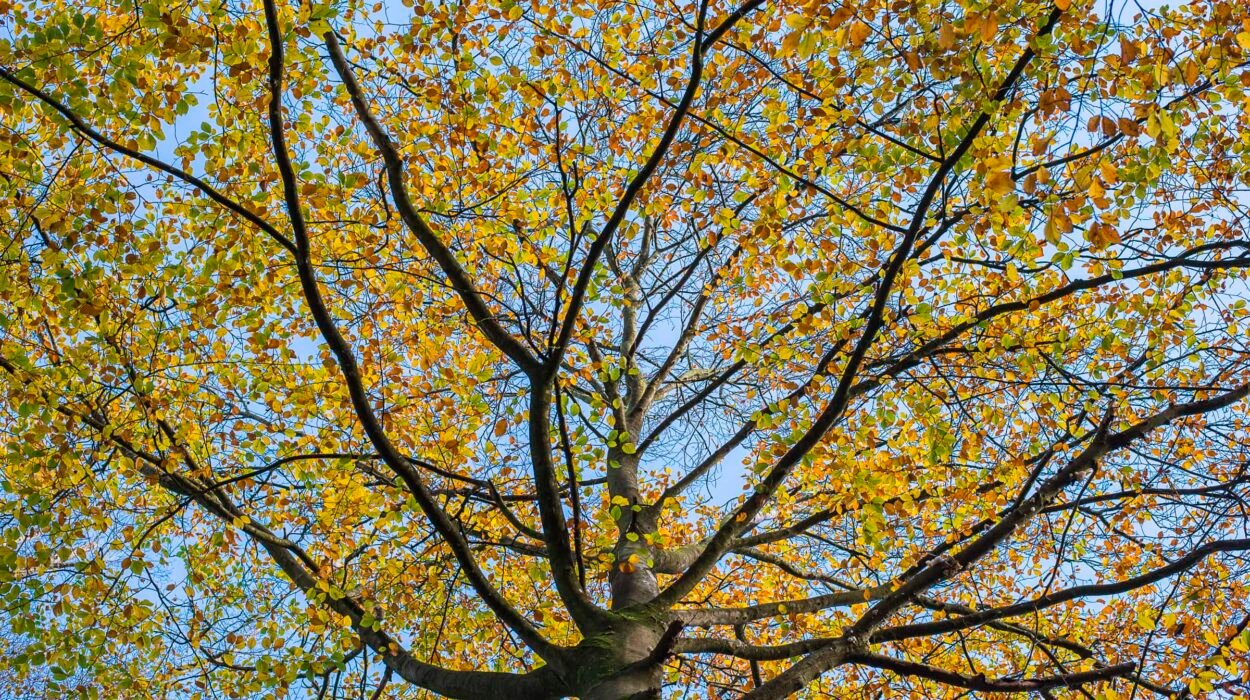 Kleurrijke takken - De Braak Eelde Paterswolde - Zenscapes Landschapsfotografie