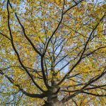 Kleurrijke takken - De Braak Eelde Paterswolde - Zenscapes Landschapsfotografie