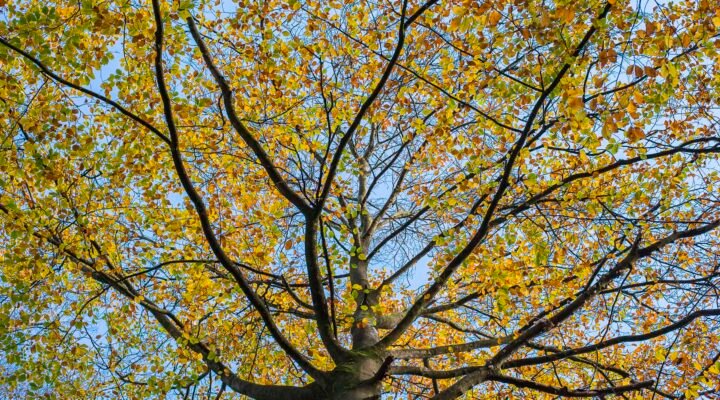Kleurrijke takken - De Braak Eelde Paterswolde - Zenscapes Landschapsfotografie
