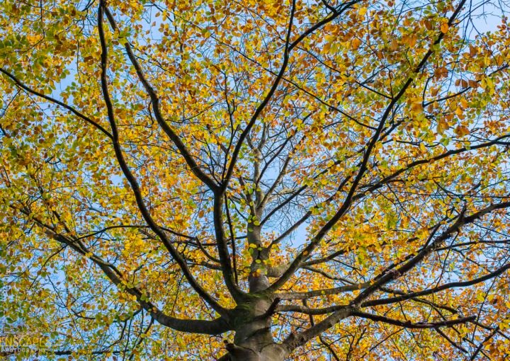 Kleurrijke takken - De Braak Eelde Paterswolde - Zenscapes Landschapsfotografie
