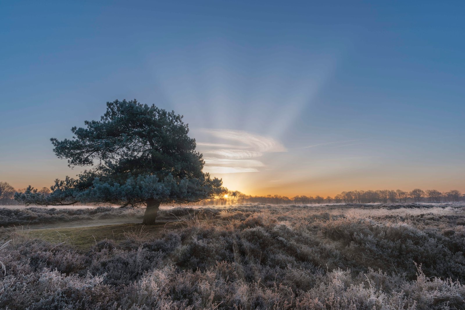 Een mooie ochtend in de Gasterse Duinen