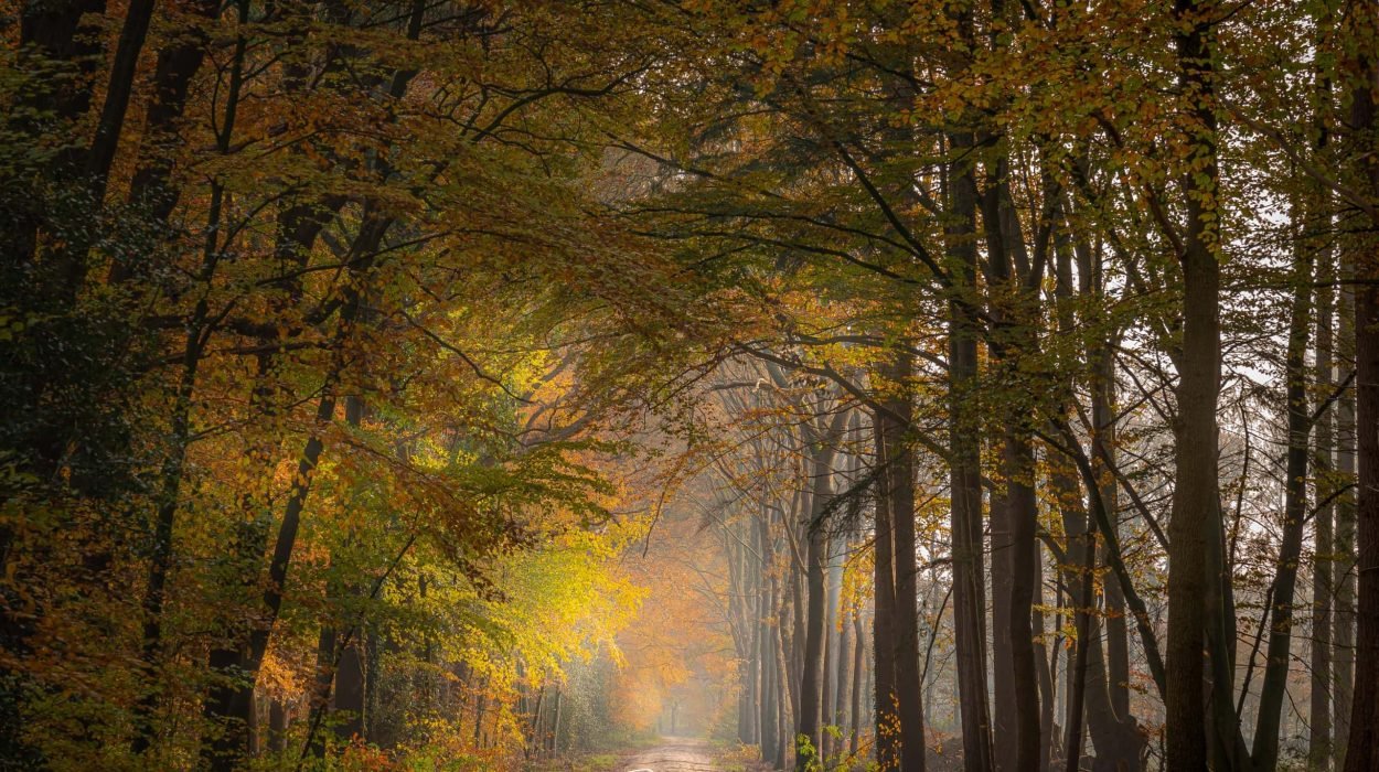 Landschapsfoto van het bos in de herfst bij Norg