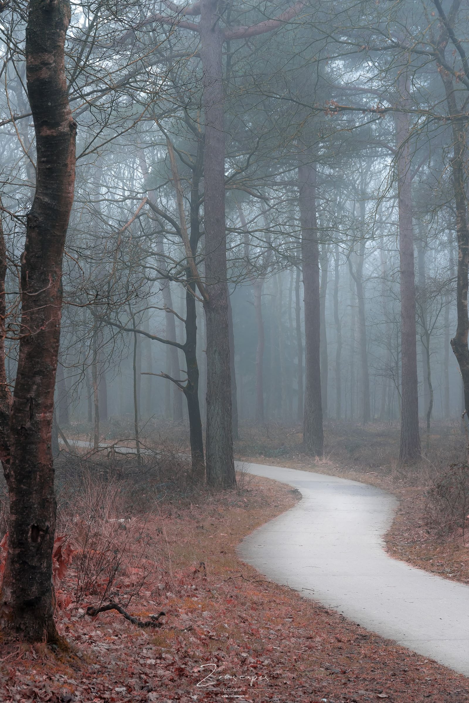 Mist in het Bos