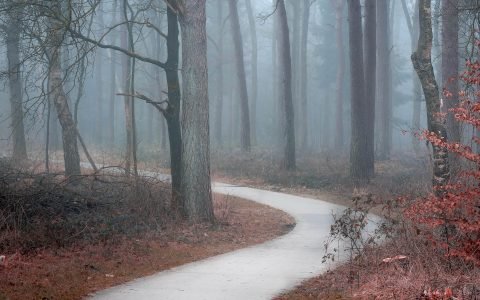 Fotograferen in de mist - Drents-Friese Wold