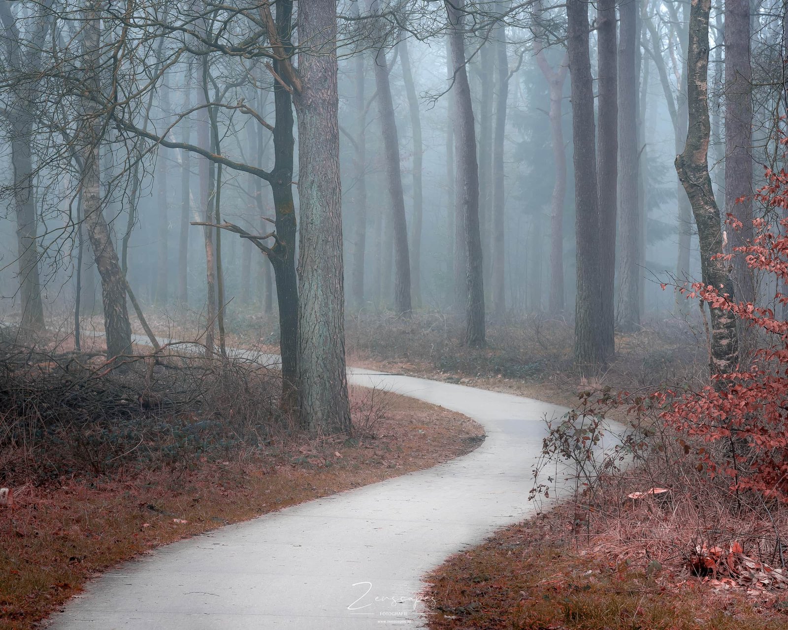 Fotograferen in de mist - Drents-Friese Wold