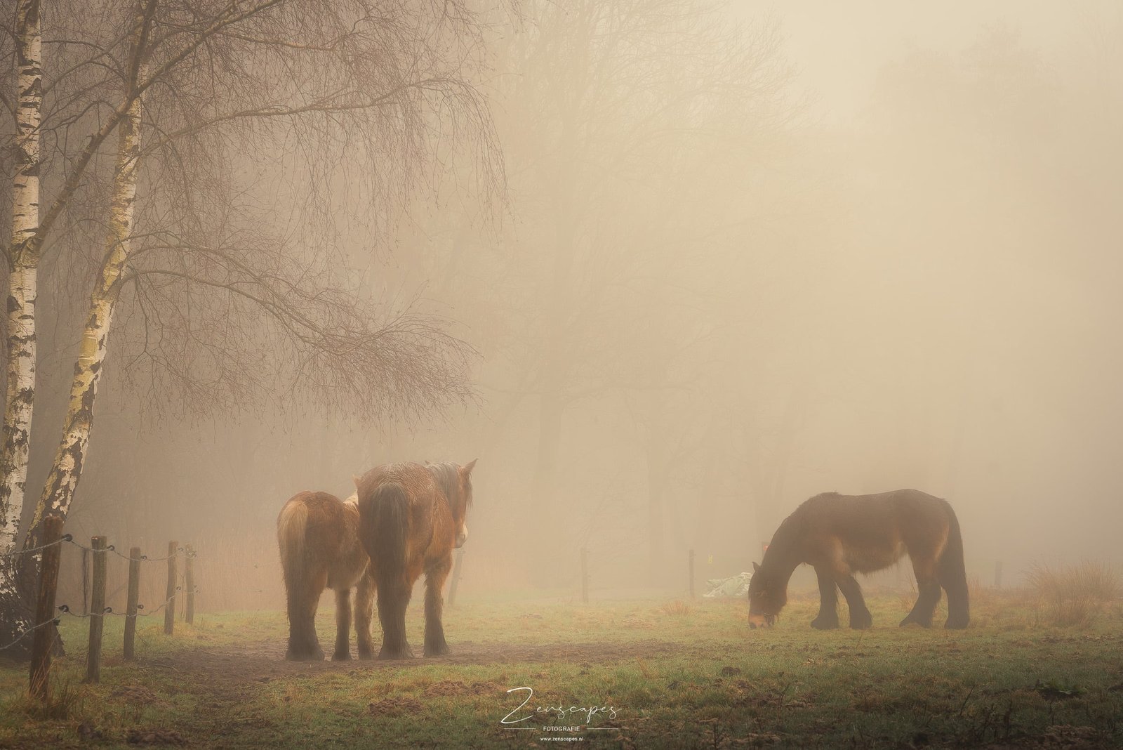 Paarden in de mist - Fotograferen in mistige omstandigheden